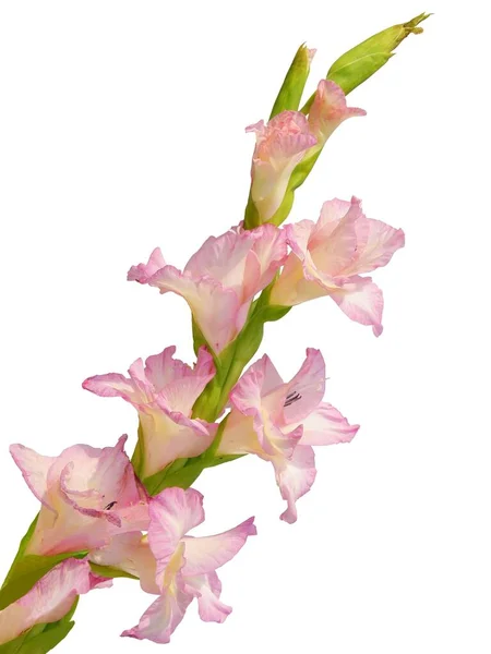 Pink Flower Gladiolus Plant Garden Close — Stock Photo, Image