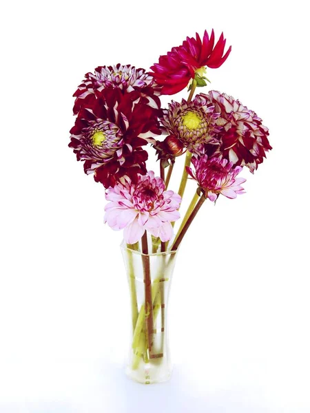 Fleurs Dahlias Multicolores Gros Plan — Photo