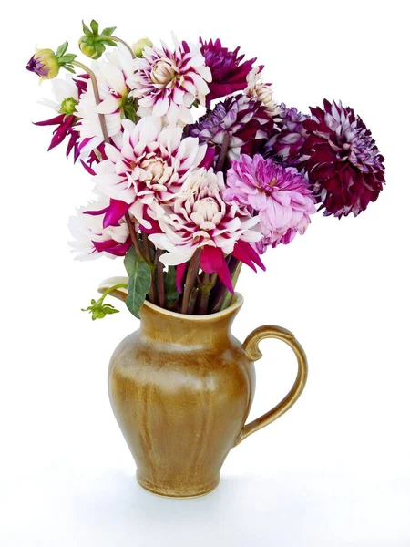 Fleurs Dahlias Multicolores Gros Plan — Photo
