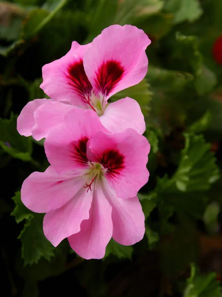 Flor Rosa Roja Geranio Planta Maceta Cerca —  Fotos de Stock