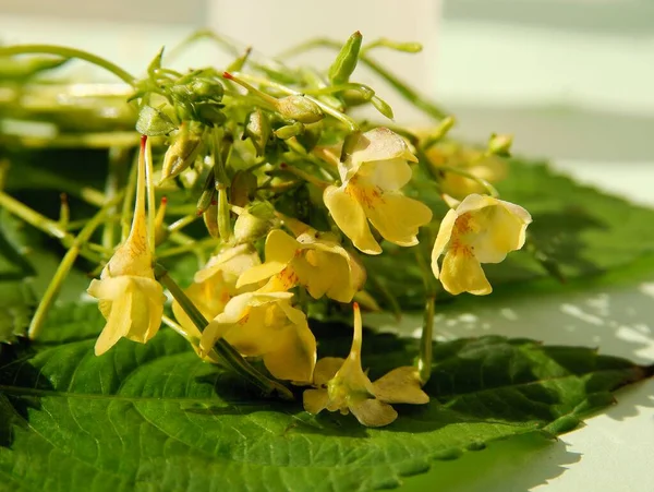 Kis Sárga Virágok Türelmetlen Parviflora Vadon Élő Növény Közelről — Stock Fotó