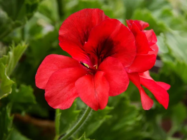 Rote Und Rosa Hübsche Blüten Der Geranien Topfpflanze — Stockfoto