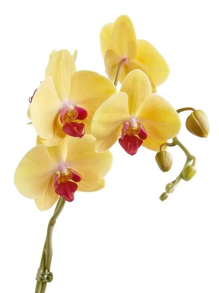 Gul Orkidé Phalaenopsis Isolerad Närbild — Stockfoto