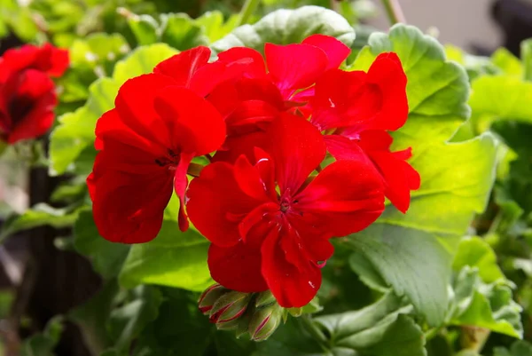 Rote Und Rosa Hübsche Blüten Der Geranien Topfpflanze — Stockfoto