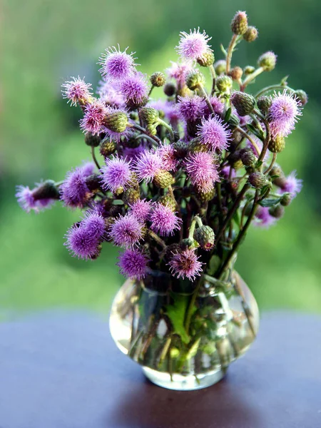 Lila Flower Thistle Wild Plant Close — Stock Photo, Image