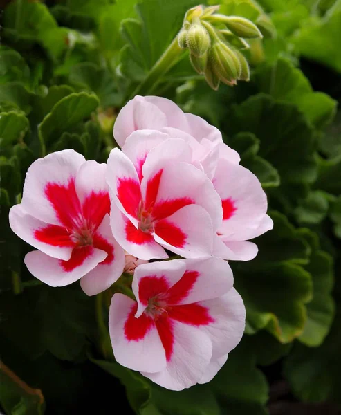 Jolies Fleurs Rouges Roses Géranium Pot — Photo