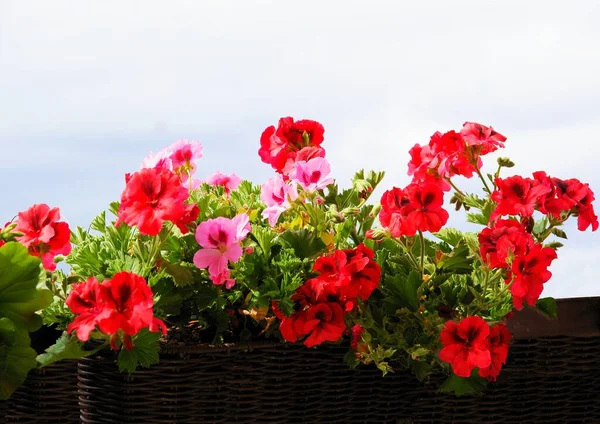 Rote Und Rosa Hübsche Blüten Der Geranien Topfpflanze — Stockfoto