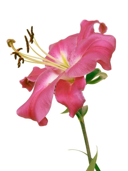 かなりピンク色のバラと茶色の花粉が — ストック写真