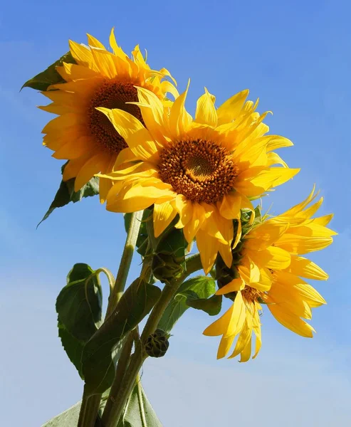 Mooie Bloemen Van Zonnebloem Plant Close — Stockfoto