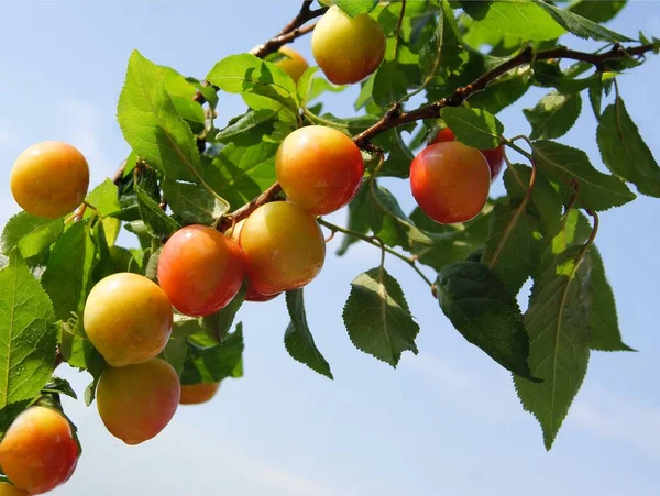 Susina Selvatica Con Frutti Scenici — Foto Stock