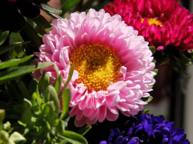 Anam bahçesinden güzel çok renkli ayakkabılar.