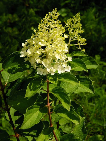 Weiße Blüten Der Hortensienpflanze Aus Nächster Nähe — Stockfoto