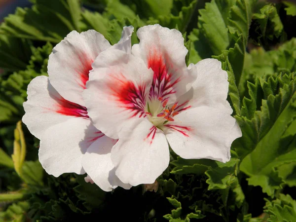 Merah Muda Dan Merah Bunga Dari Geranium Pot Tanaman Menutup Stok Foto C Manka 400737684