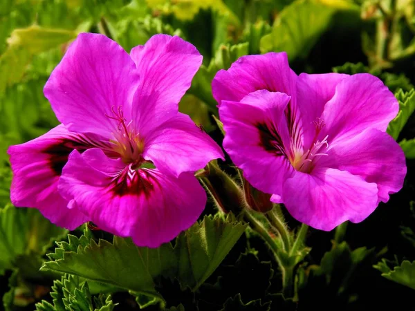 Fialové Květy Rostliny Muškátu — Stock fotografie