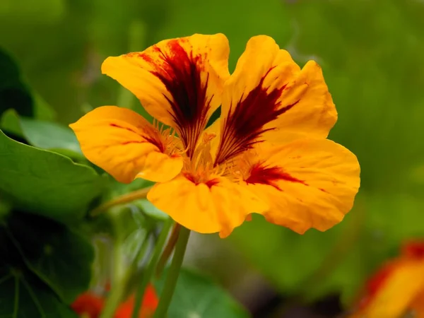 Nasturtium Bitkisinin Portakal Çiçeği — Stok fotoğraf