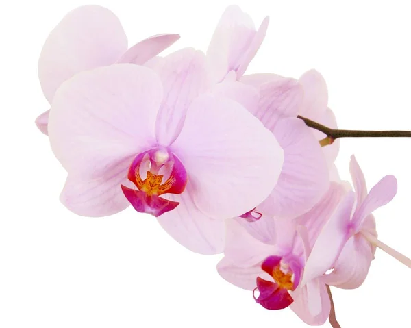 Fiore Rosa Orchidea Phalaenopsis Primo Piano — Foto Stock