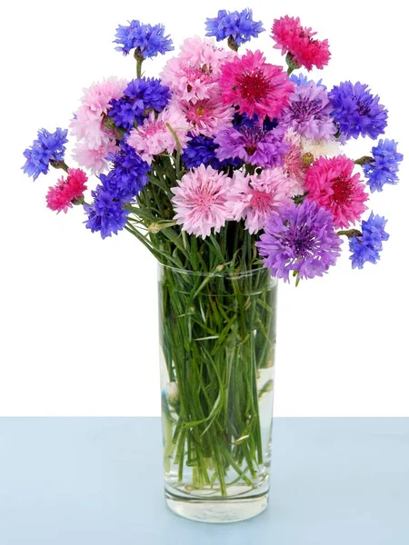Vícebarevné Květy Rostliny Chrpy Zblízka — Stock fotografie