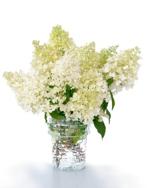 Cam bardakta beyaz ortanca çiçekleri. Yaklaş.