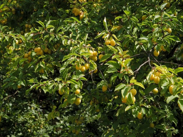 Susina Selvatica Con Frutti Scenici — Foto Stock