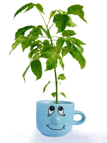 Małe Drzewo Acer Negundo Rośnie Śmiesznym Niebieskim Kubku — Zdjęcie stockowe