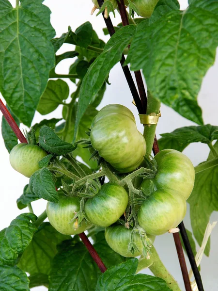 Los Tomates Verdes Que Crecen Arbusto Invernadero Acercan — Foto de Stock