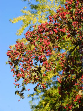 Süslü ağaç malusundan kırmızı meyveler.