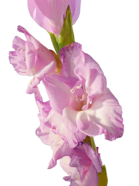 Λίλα Λουλούδια Του Φυτού Γλαδιόλα Κοντά — Φωτογραφία Αρχείου