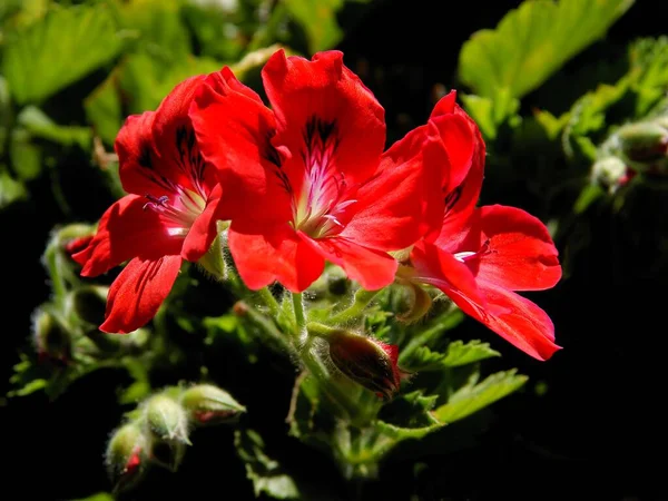 ゼラニウムの鉢植えのかなりの花を閉じます — ストック写真