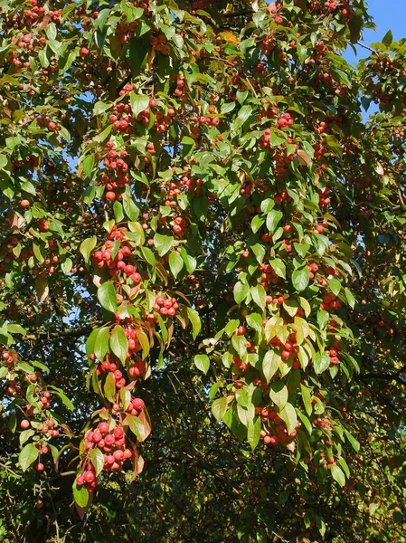 Süslü Ağaç Malusundan Kırmızı Meyveler — Stok fotoğraf