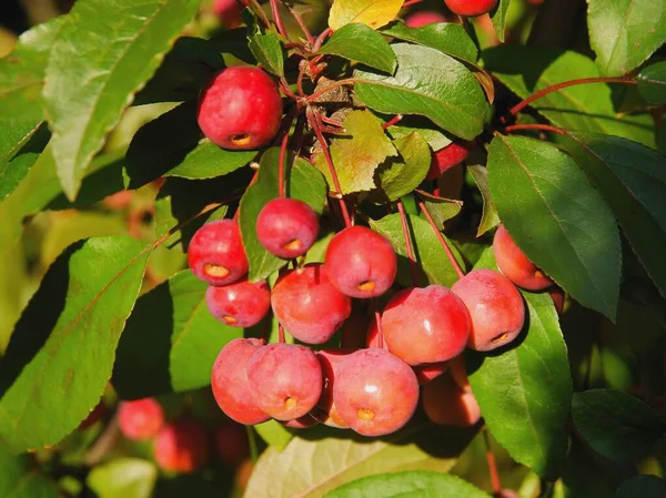 Röda Frukter Prydnadsträd Malus Purpurea — Stockfoto
