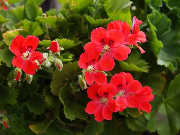 Bonitas Flores Geranio Planta Maceta Cerca —  Fotos de Stock
