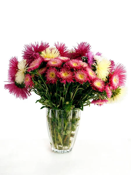 Multicolor Pretty Asters Close — Stock Photo, Image