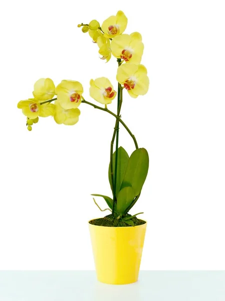 Orquídea Amarela Phalaenopsis Isolado Perto — Fotografia de Stock