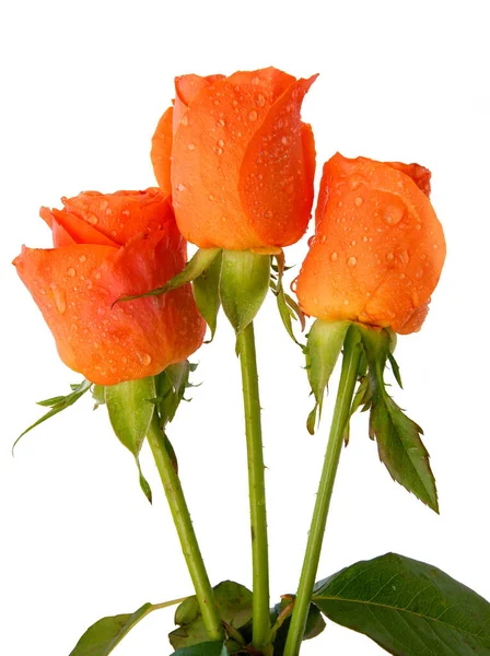 Posy Krásných Oranžových Růží Zblízka — Stock fotografie