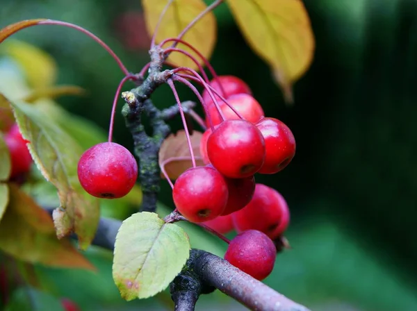 Frutos Malus Purpurea Árvore Perto — Fotografia de Stock