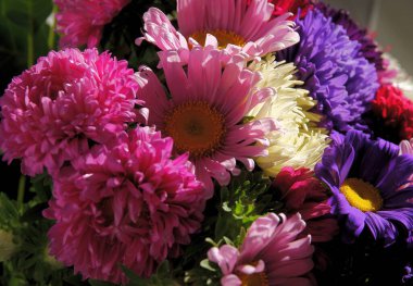 Bahçemdeki rengarenk güzel ayakkabılar. Kapatın.