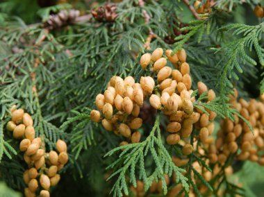 Yeşil yapraklı kozalaklı thuja ağacı. 