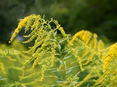 Bir demet çiçek açan yabani bitki çayırdan altın çubuk