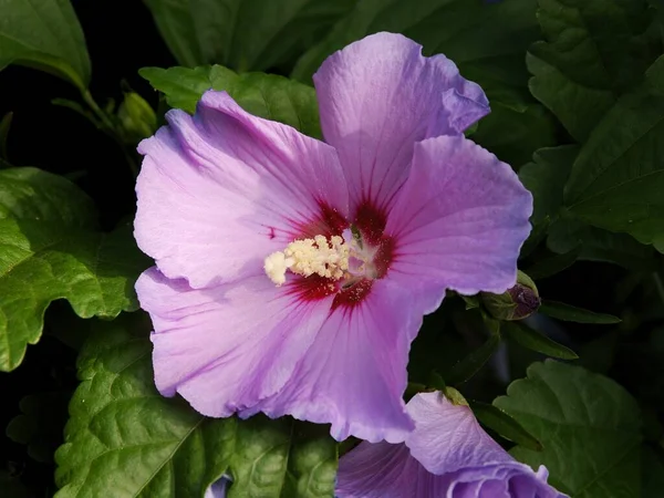 Lila Flower Hibiscus Bush Summer — Stock Photo, Image