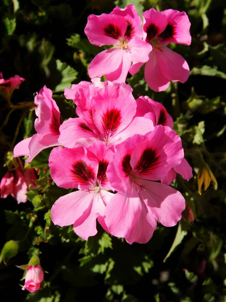 Rote Und Rosa Blüten Der Geranien Topfpflanze Aus Nächster Nähe — Stockfoto
