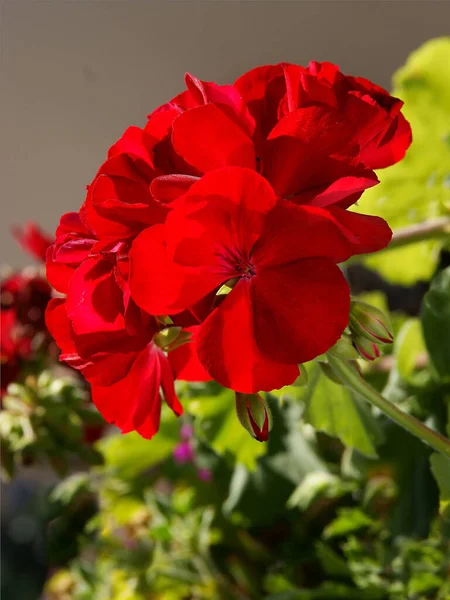 Flores Rojas Rosadas Geranio Planta Maceta Cerca —  Fotos de Stock