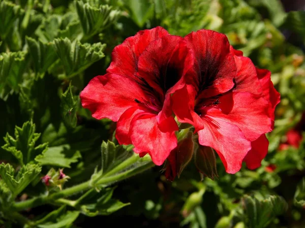 Röda Och Rosa Blommor Geranium Krukväxt Närbild — Stockfoto