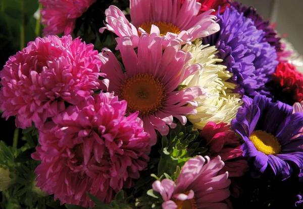 Bahçemdeki rengarenk güzel ayakkabılar. Kapatın.