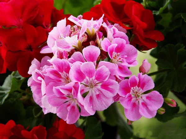 Csinos Piros Rózsaszín Virágok Muskátli Cserepes Növény Közel — Stock Fotó