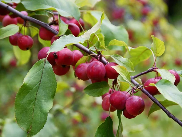 Röda Frukter Malus Purpurea Krabba Äpple Prydnadsträd — Stockfoto