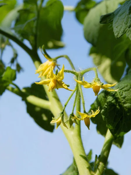 Amarillas Pequeñas Flores Tomate Jardín — Foto de Stock