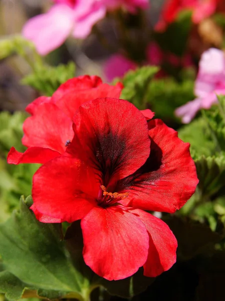 ゼラニウムの鉢植えの可憐な赤とピンクの花が — ストック写真