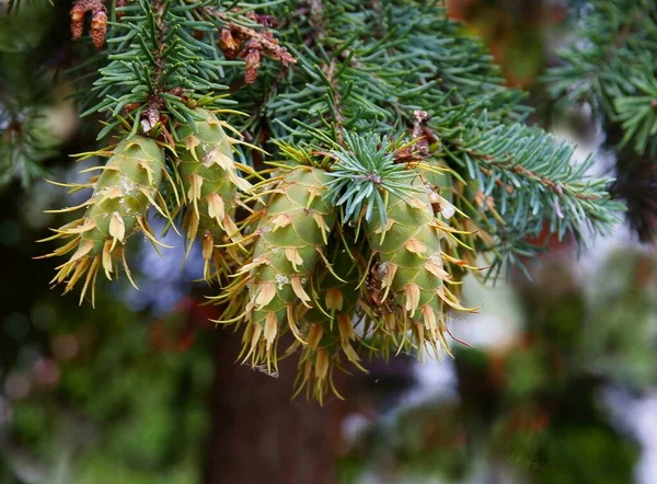 Зеленые Растущие Конусы Псевдоцуга Хвойное Дерево Близко — стоковое фото