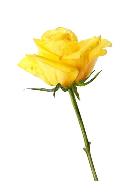 Posy Varie Rose Multicolore Vicino — Foto Stock