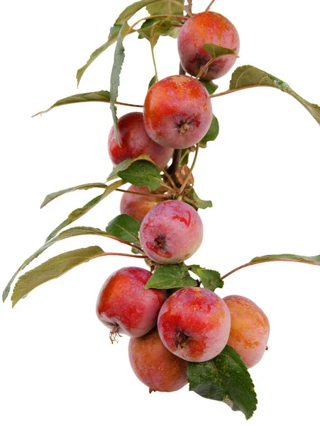 Красные Плоды Малуса Пурпурный Краб Яблони Декоративное Дерево — стоковое фото